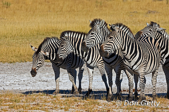Plains Zebra