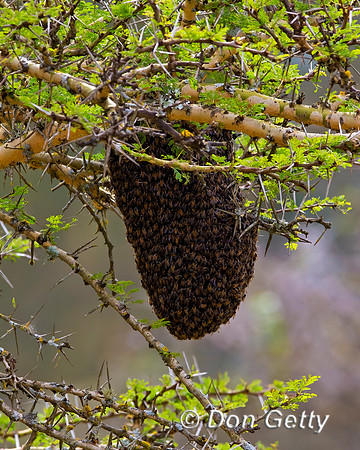 Beehive