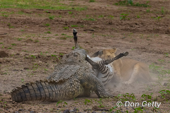 Crocodile