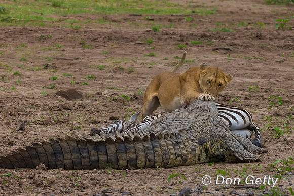 Crocodile