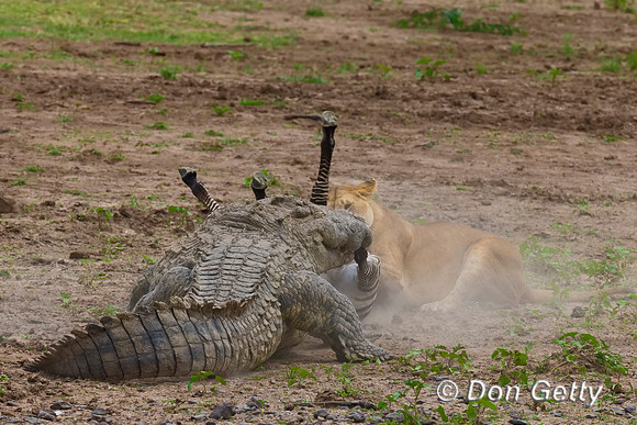 Crocodile