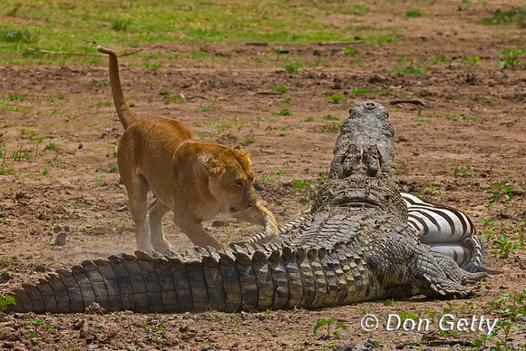 Crocodile
