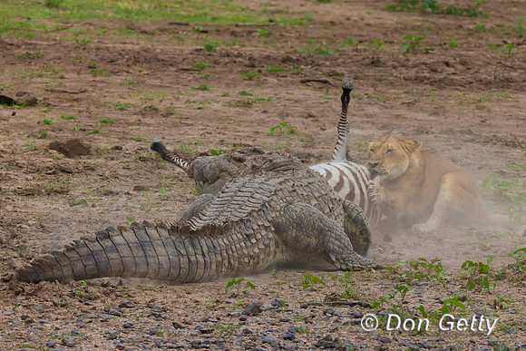 Crocodile