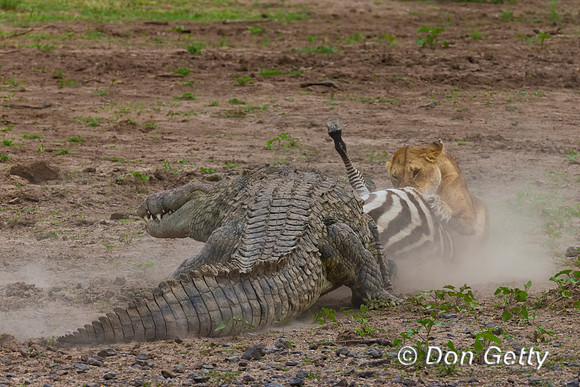 Crocodile