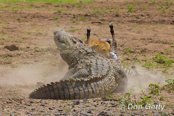 Crocodile