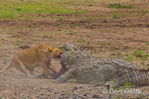 Crocodile