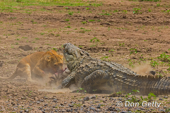 Crocodile