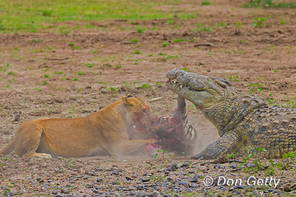 Crocodile