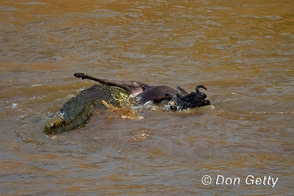 Crocodile