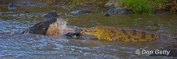 Crocodile