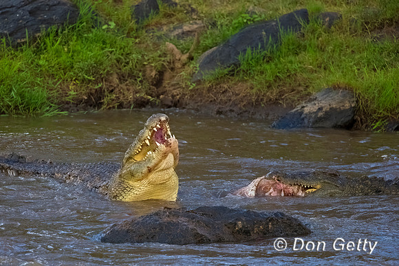 Crocodile