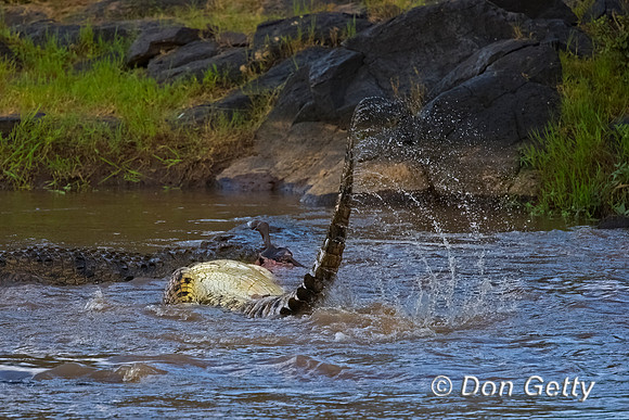 Crocodile