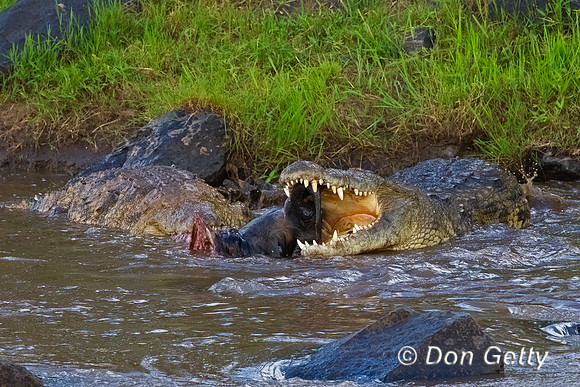 Crocodile