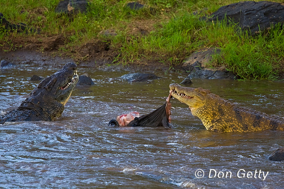 Crocodile
