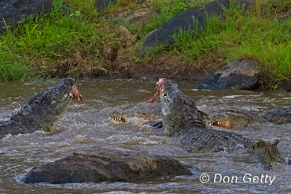 Crocodile