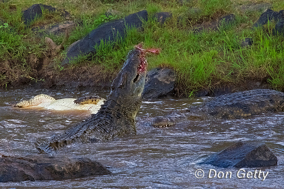 Crocodile