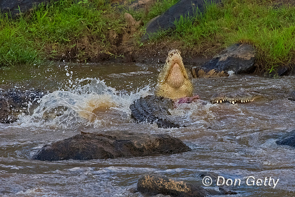 Crocodile