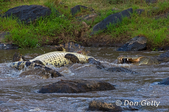 Crocodile
