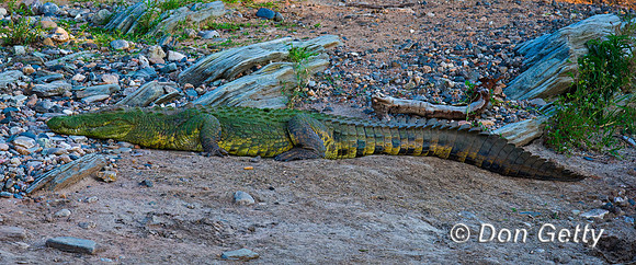 Crocodile_N_45T8690