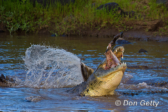 Crocodile_N_45T8732