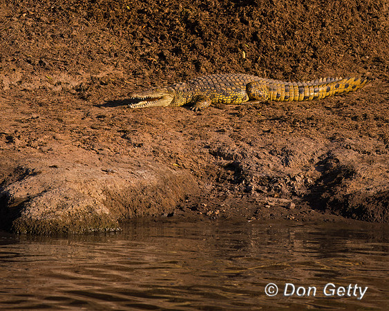 Crocodile