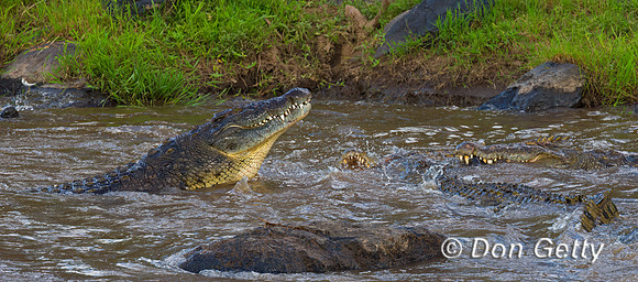 Crocodile