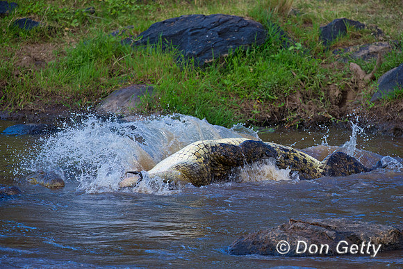 Crocodile