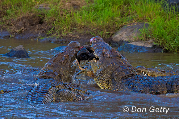 Crocodile