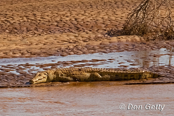 Crocodile
