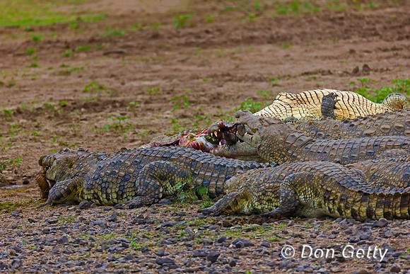 Crocodile