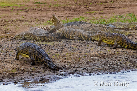 Crocodile