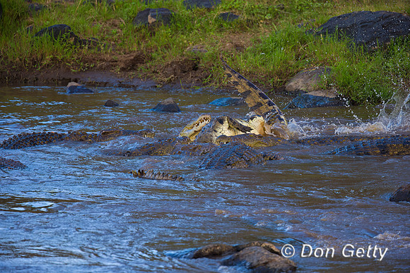 Crocodile