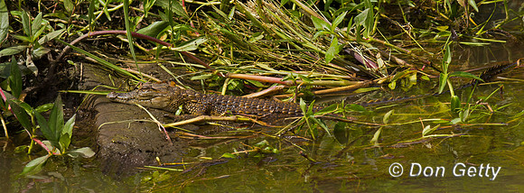 Crocodile
