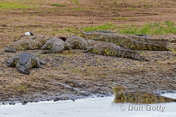 Crocodile