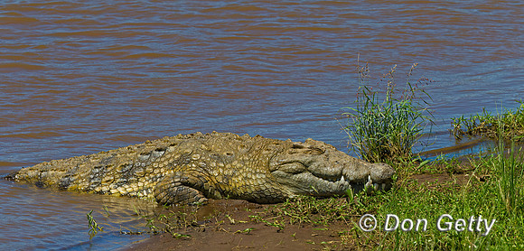 Crocodile_N_Z2F3132