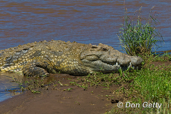 Crocodile