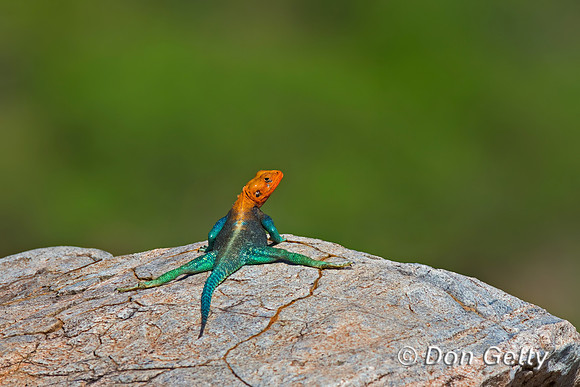 Agama