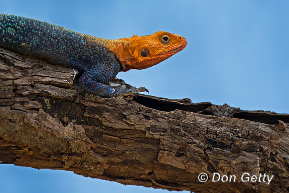 Agama