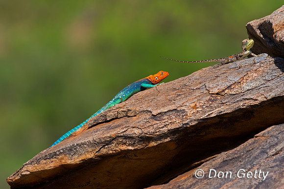 Agama