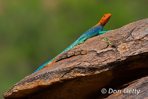 Agama
