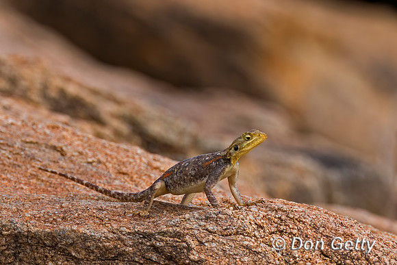 Agama