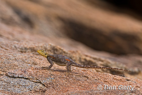 Agama
