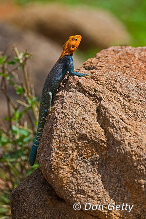 Agama