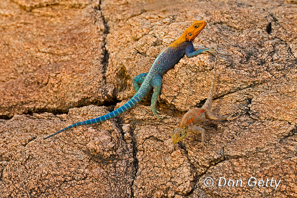 Agama