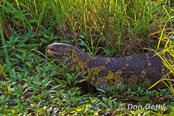 Nile Monitor Lizard