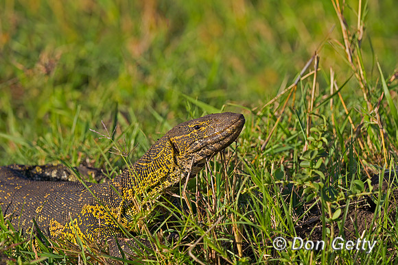 Nile Monitor Lizard