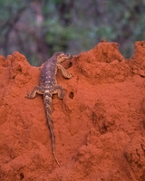 Savannah Monitor Lizard