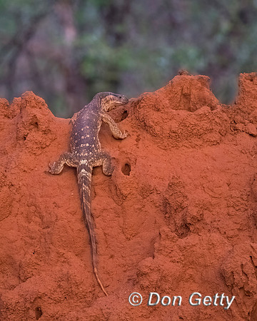 Savannah Monitor Lizard