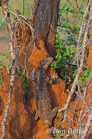Savannah Monitor Lizard