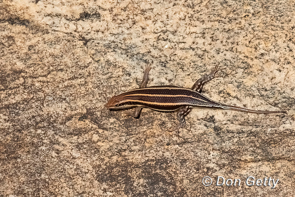 Skink
